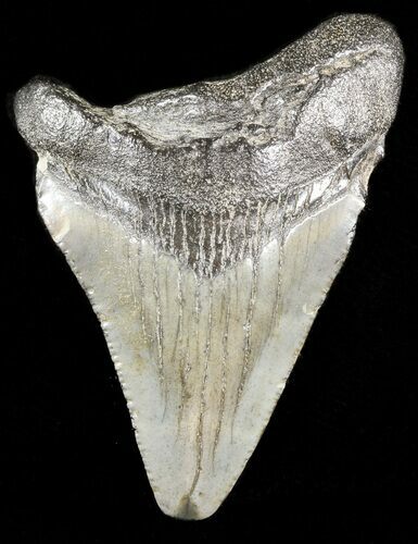 Juvenile Megalodon Tooth - South Carolina #45839